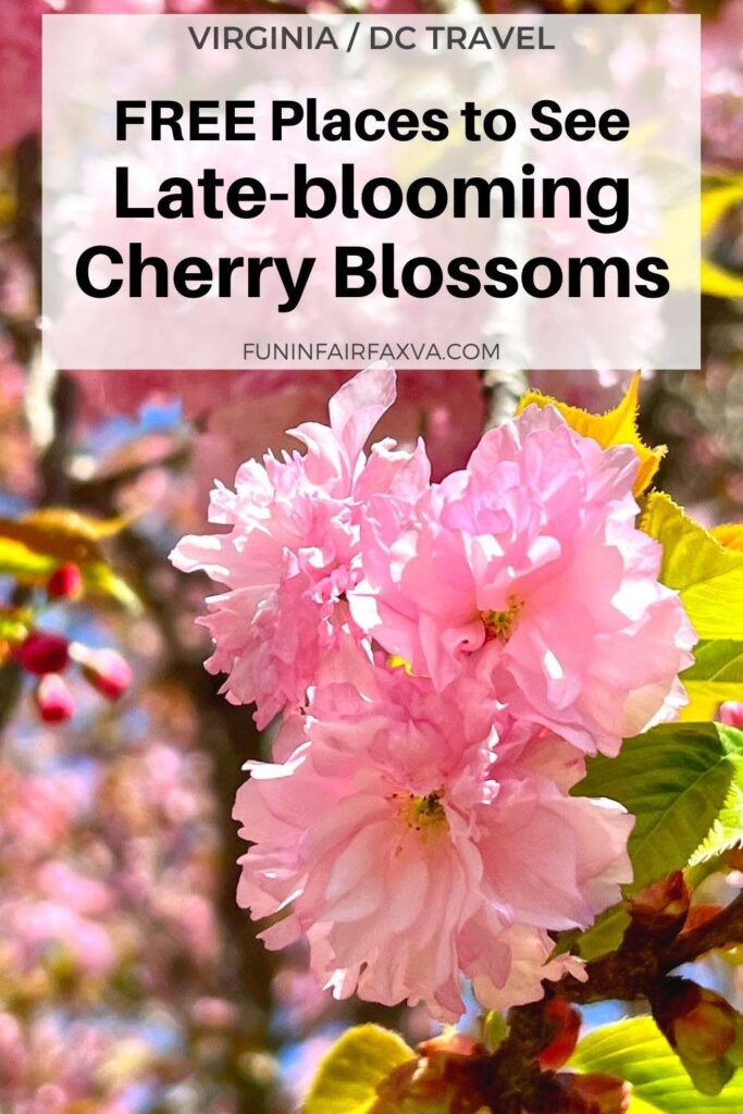 Close-up of Kwanzan blossoms—Free places to see late-blooming cherry blossoms in the Northern Virginia and Washington DC area.