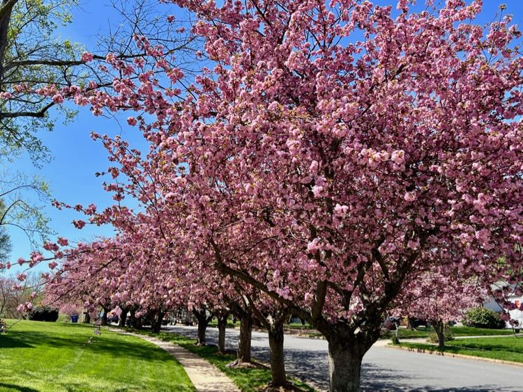 Late-blooming cherry trees line Shouse Road in Vienna Virginia