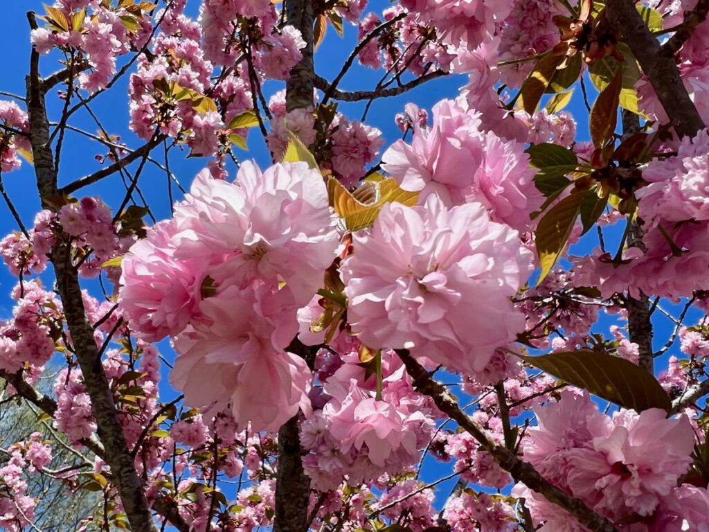 Pink Kwanzan cherry blossoms in front of a blue sky in Vienna Virginia