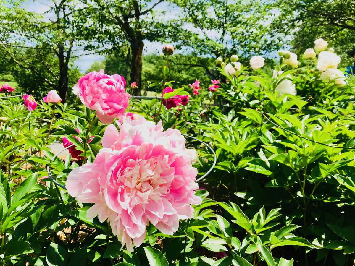 Blooming Peonies, May Events in Northern Virginia