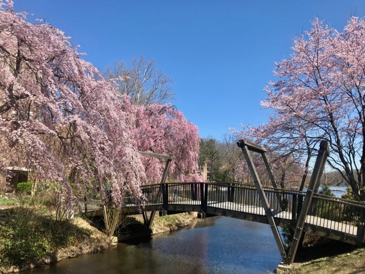 Van Gogh Bridge cherry trees in bloom at Lake Anne in Reston Virginia