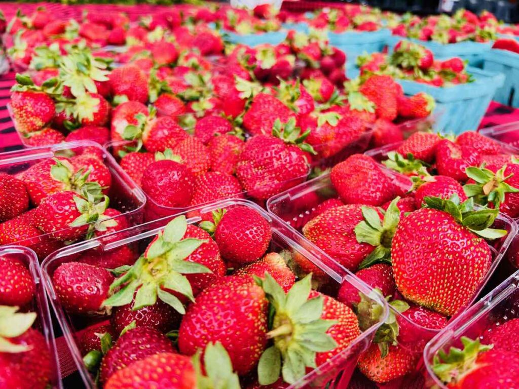 Baskets of Fresh Picked Strawberries in Northern VA