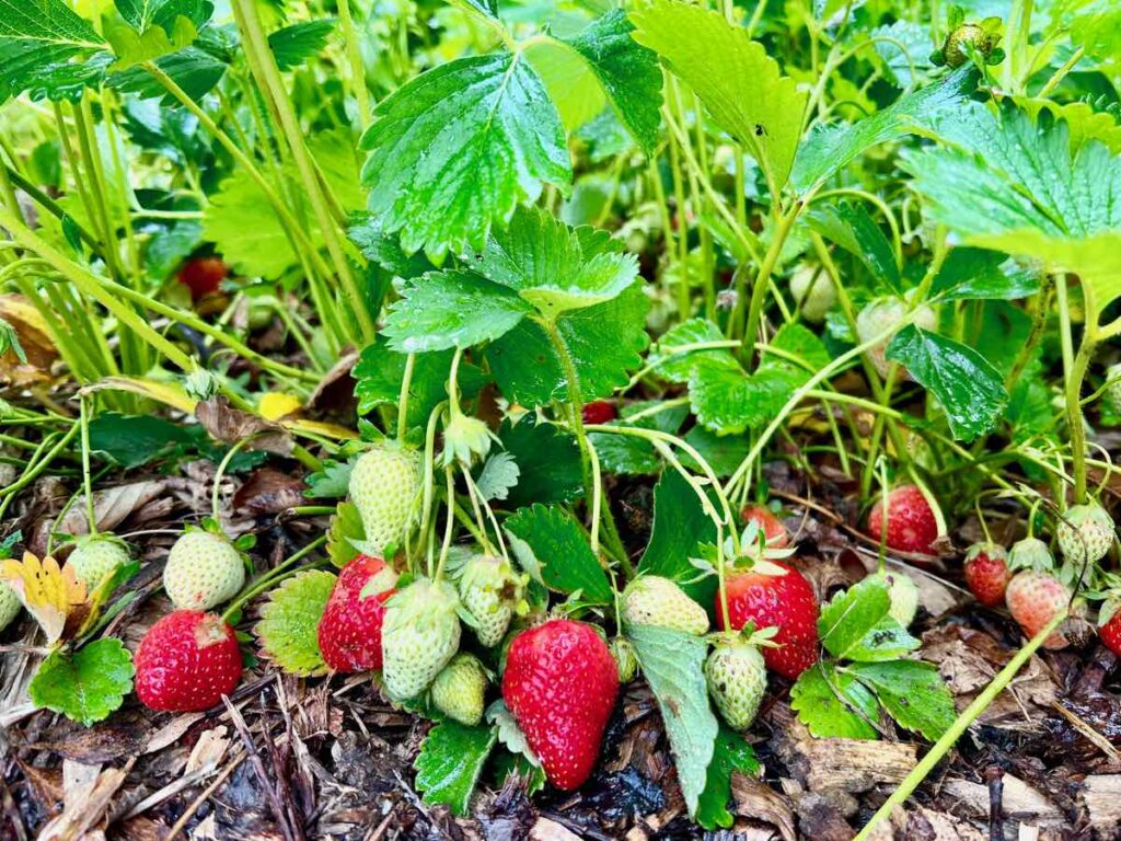 Berries Ready for Picking at U-pick Strawberry Farms in Virginia