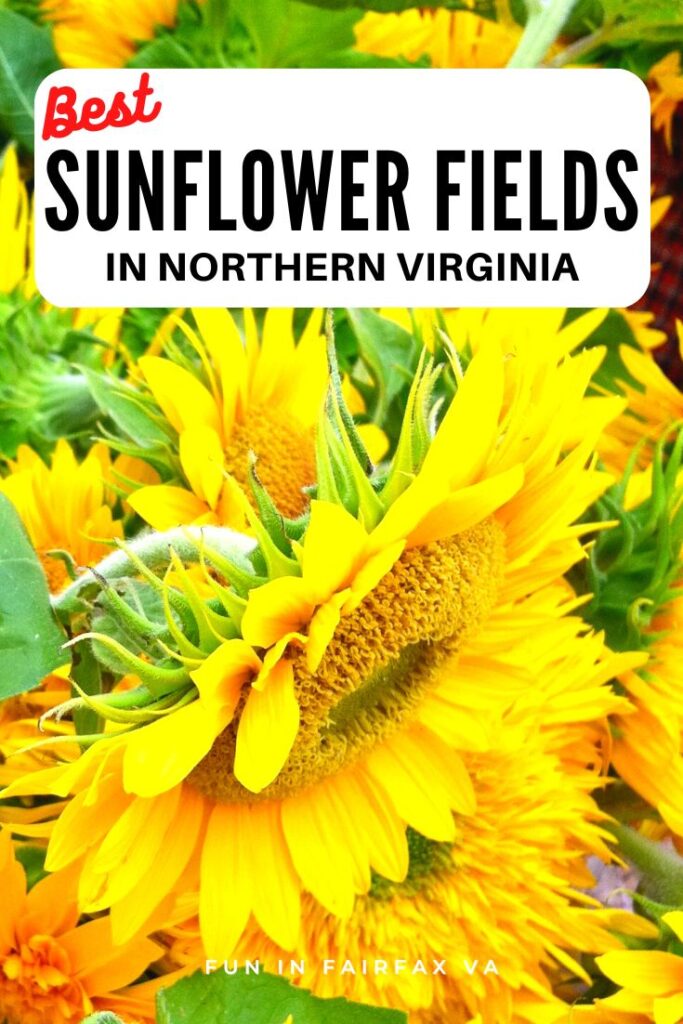 These Sensational Sunflower Fields in Northern Virginia offer Perfect Pictures, Family Fun, and U-pick Farm Beauty Near Washington DC. 