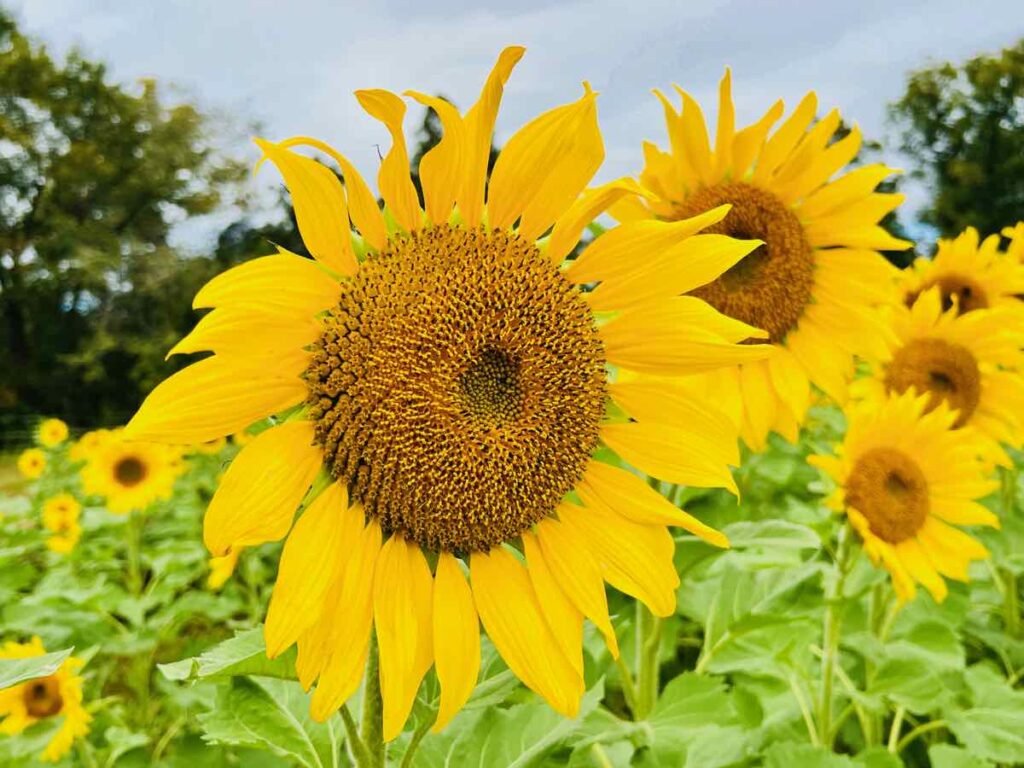 Giant Sunflowers in the Best Sunflower Fields in Virginia Near DC