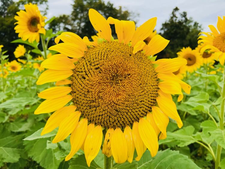 Giant blossom in the sunflower patch at Messick's Farm in Northern Virginia