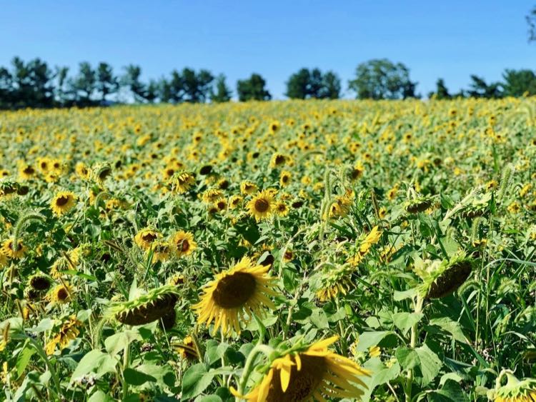 Sunflower field at Wheatland Spring Brewery in Waterford Virginia