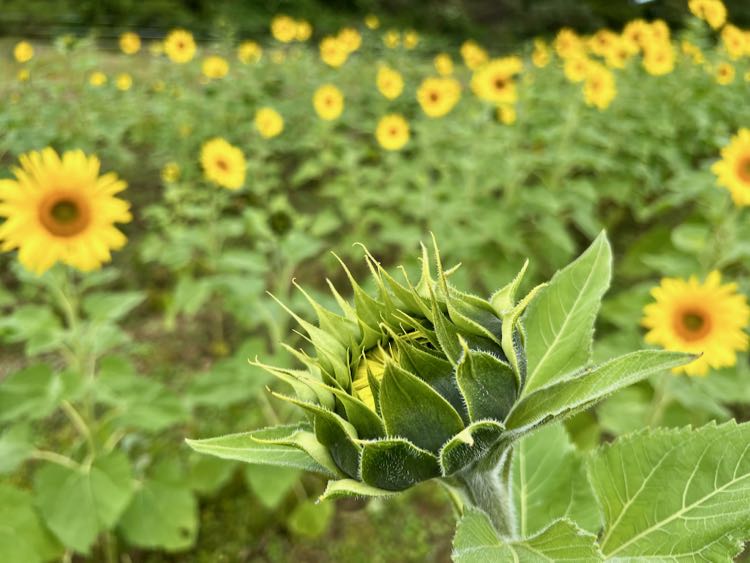 Sunflower ready to bloom at Messick's Farm in Virginia