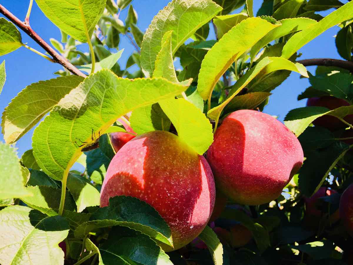 Two red apples ready for Apple Picking in Virginia, a Family-friendly Activity from August through October.