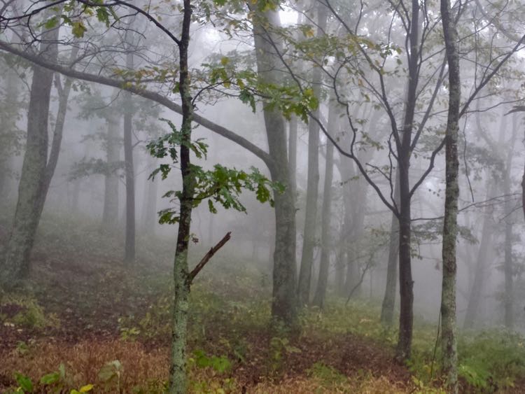 Misty Shenandoah hike on the Appalachian Trail