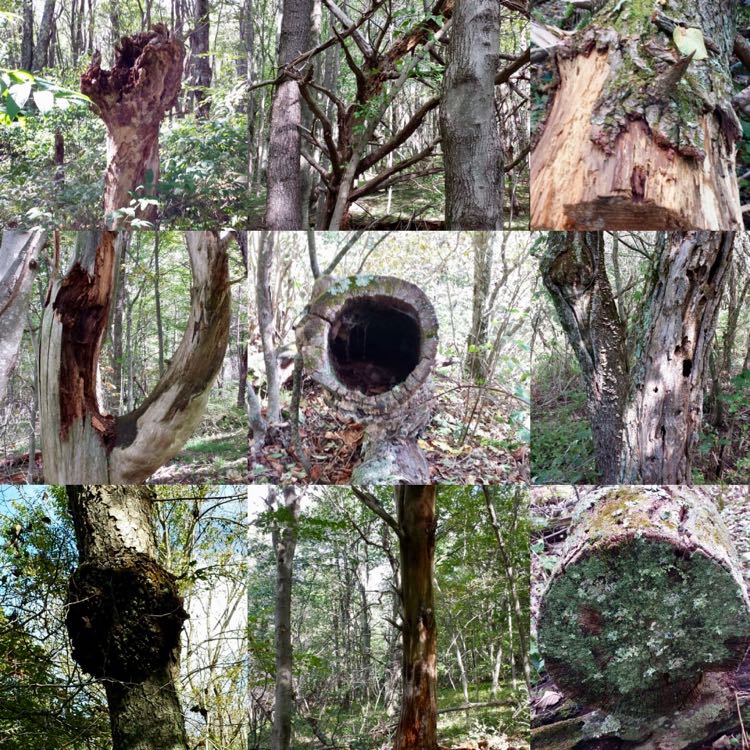 Shenandoah Tree Collage seen while hiking the Appalachian Trail