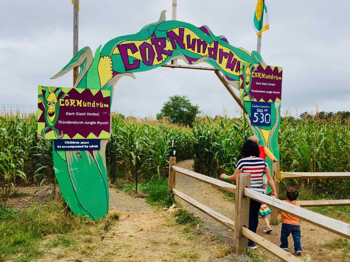 The Cox Farm Corn Maze and Fall Festival, One of the Best September Events in Nortthern Virginia