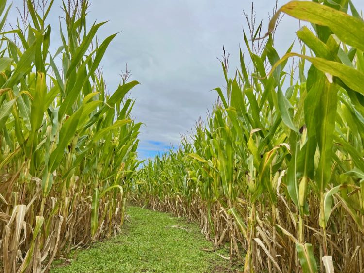 Corn Maze at Messick's Farm Fall Festival in Northern Virginia 