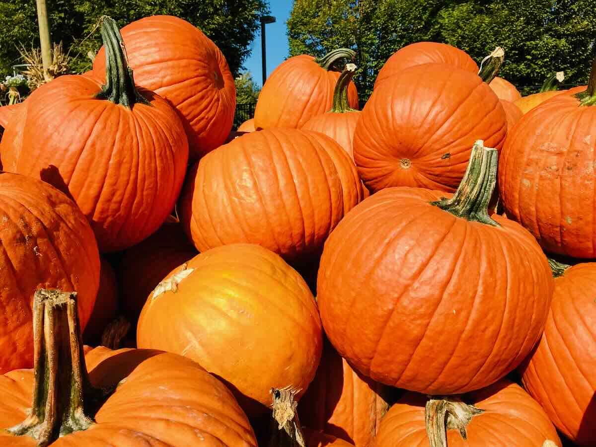 Pumpkin Pile at Fall October Events in Northern Virginia