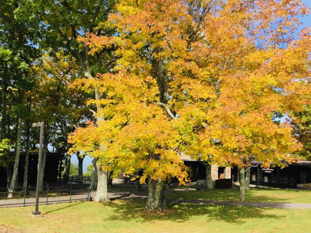 Colorful Fall Foliage Maple Tree at Skyland Lodge, Shenandoah National Park