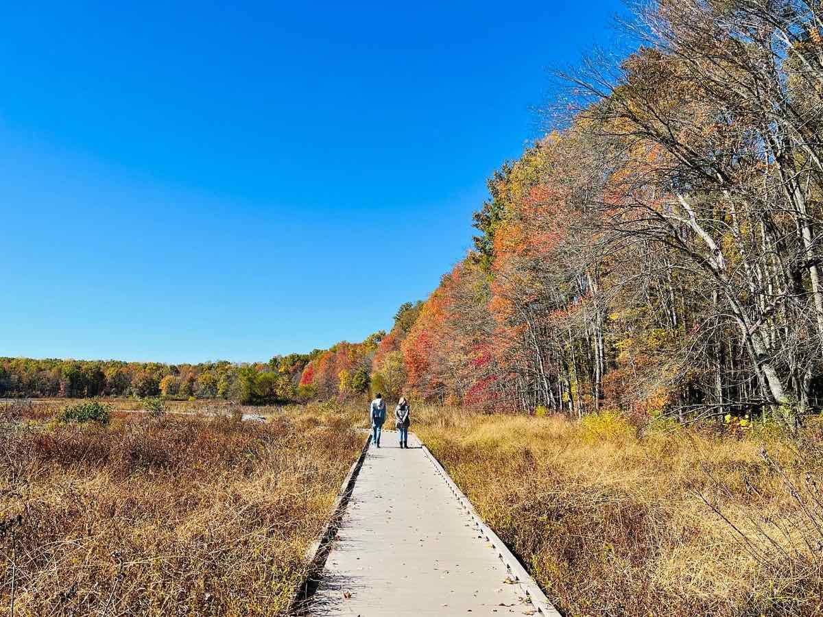 Fall Foliage surrounds the marsh and boardwalk trail at Huntley Meadows Park in Northern Virginia