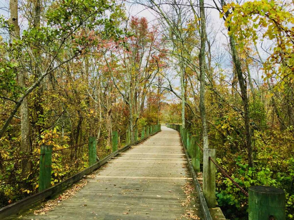 Fall Foliage on the Mount Vernon Trail Boardwalk at Dyke Marsh