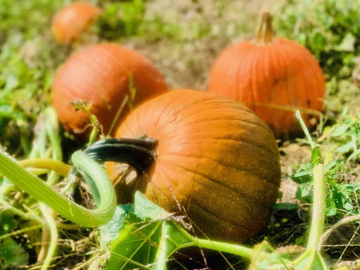Pick-Your-Own Pumpkins at one of the Best Pumpkin Patches in Northern Virginia