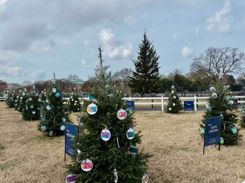 White House Christmas Trees in Washington DC