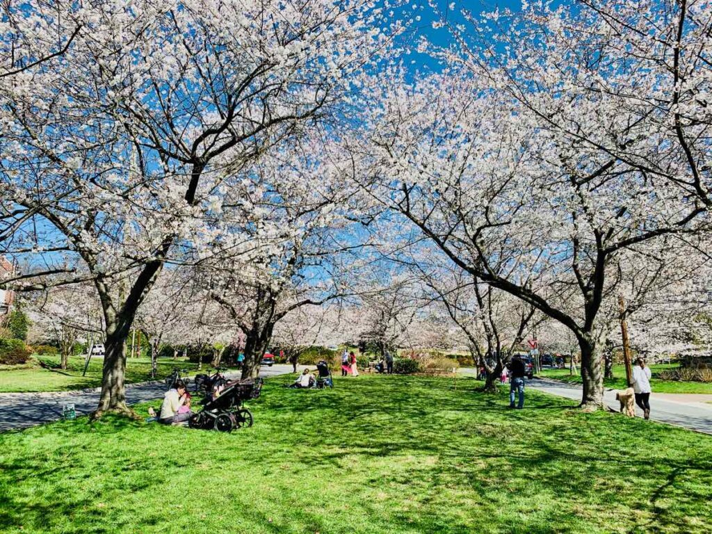 A green space at the northern end of Brookside Dr is a popular spot to picnic under the Kenwood Cherry Blossoms