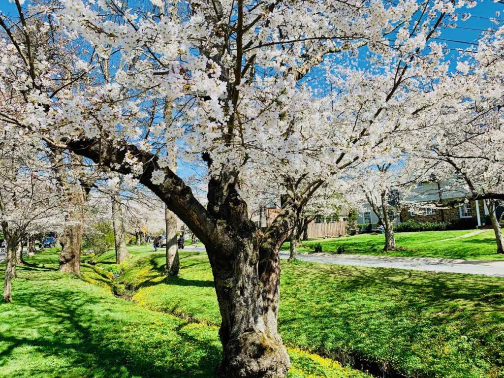 A small street surrounded by cherry trees in the center of Brookside Drive.