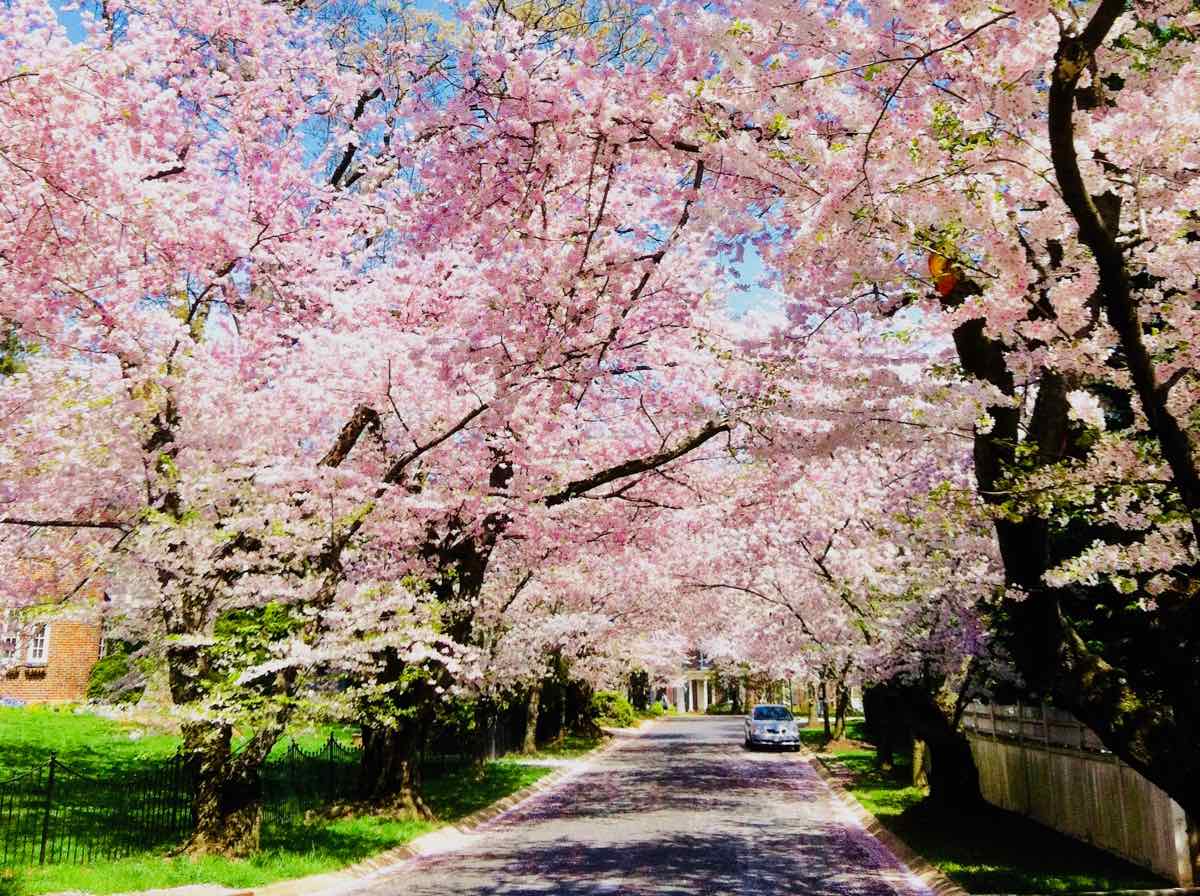 A canopy of cherry blossoms in the Kenwood Maryland neighborhood