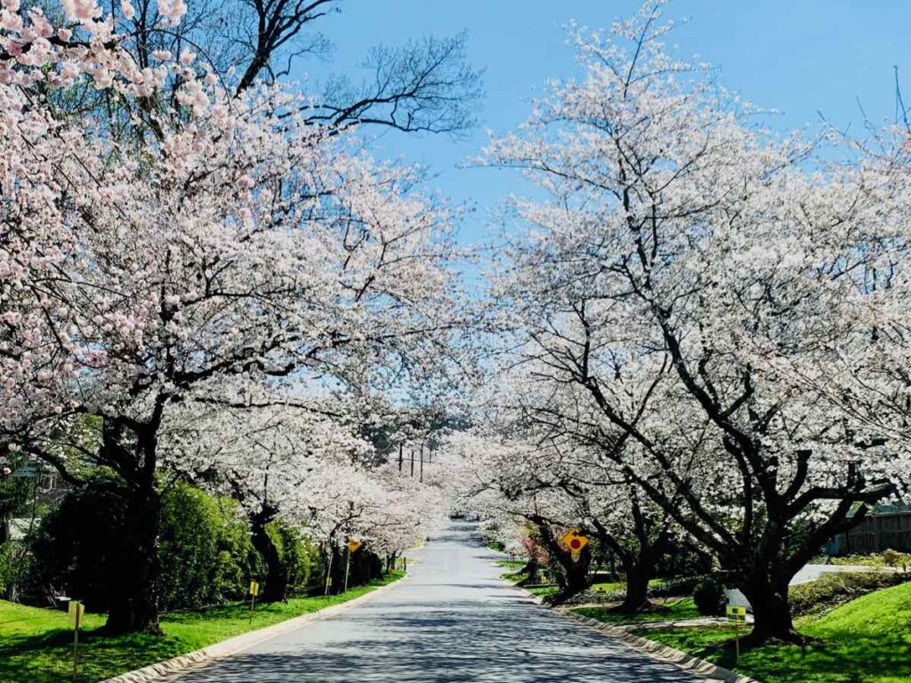 Bethesda cherry blossoms make a tunnel of blooms on Dorset Ave in the Kenwood Maryland neighborhood.