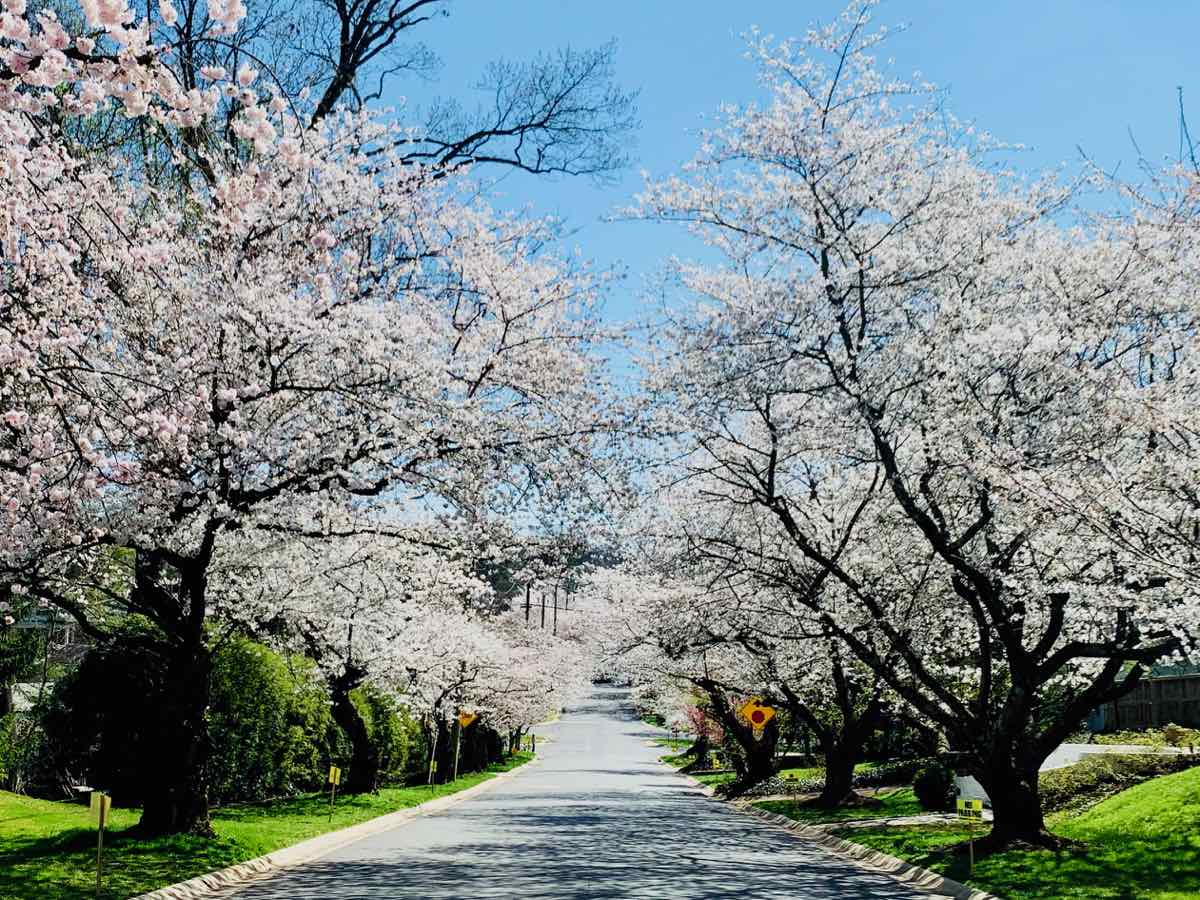 Where to See Cherry Blossoms in Virginia, DC, and Maryland