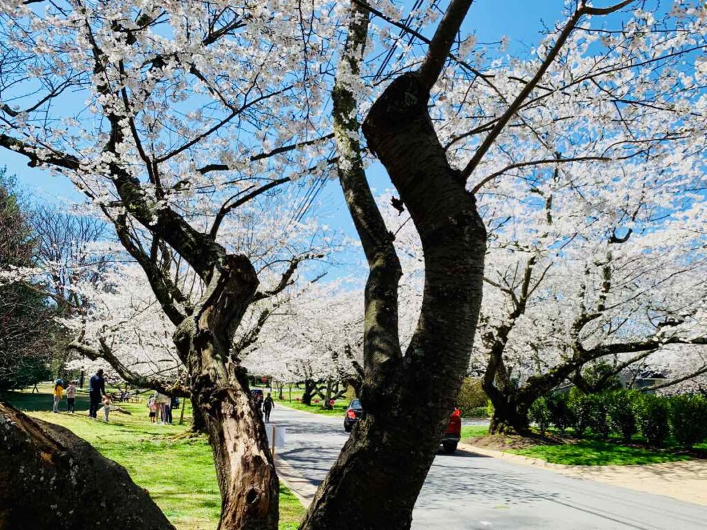A small park and playground on Kennedy Ave offers a place to picnic under the Kenwood cherry blossoms.