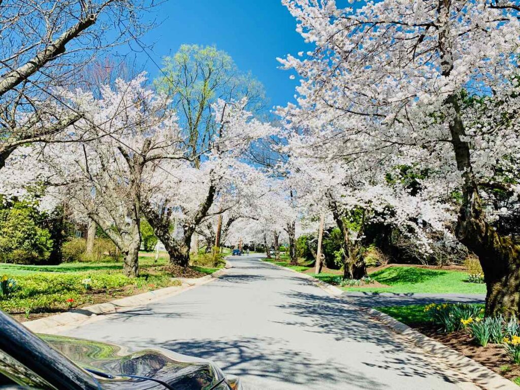 Kenwood Cherry Blossoms Scenic Drive in Bethesda Maryland