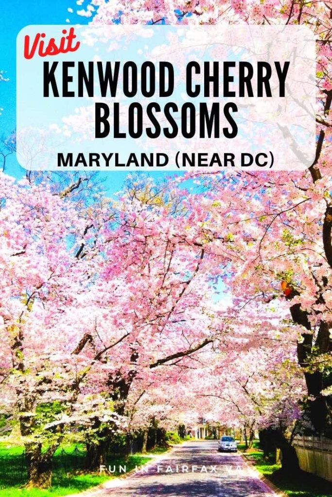 Visit the Kenwood cherry blossoms to see a stunning display of blooming cherry trees in a quaint Bethesda Maryland neighborhood, a great alternative to busy DC.