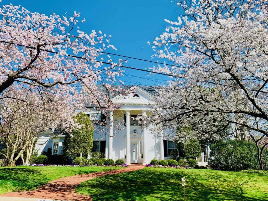 Stately homes provide a nice backdrop to the Kenwood Cherry Blossoms