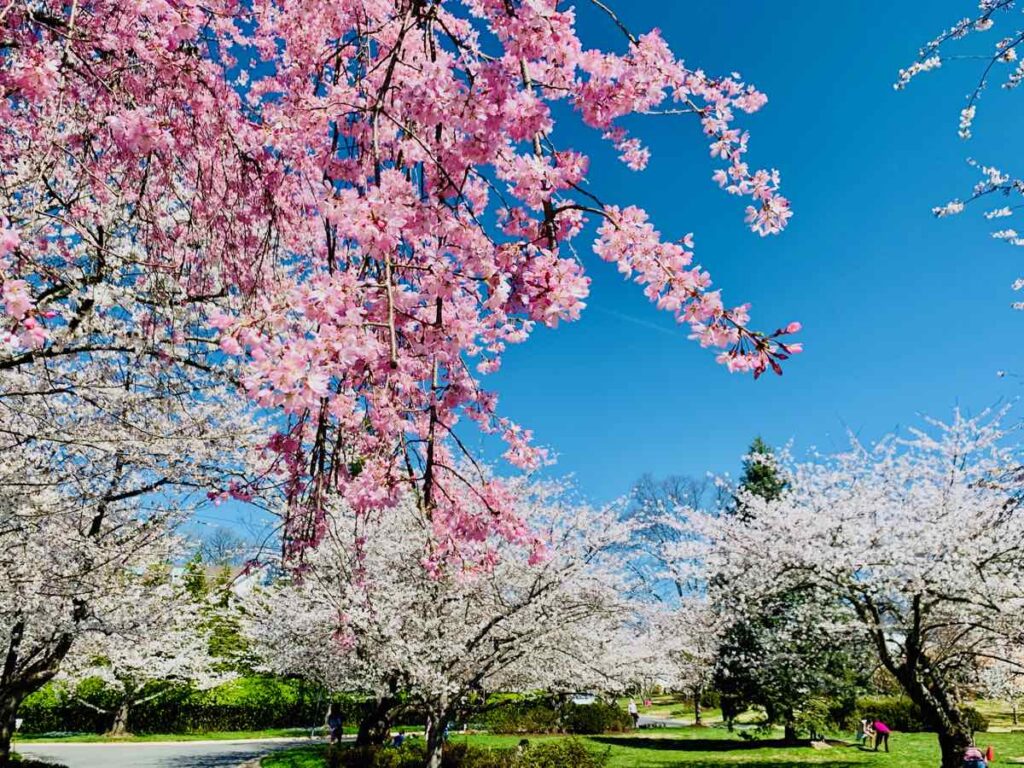 Kenwood Pink Cherry Tree near the circle on Brookside Drive