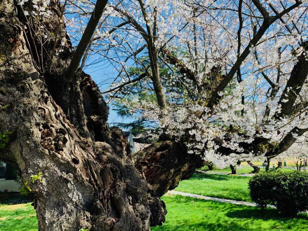 Old Kenwood Cherry Trees have lots of character