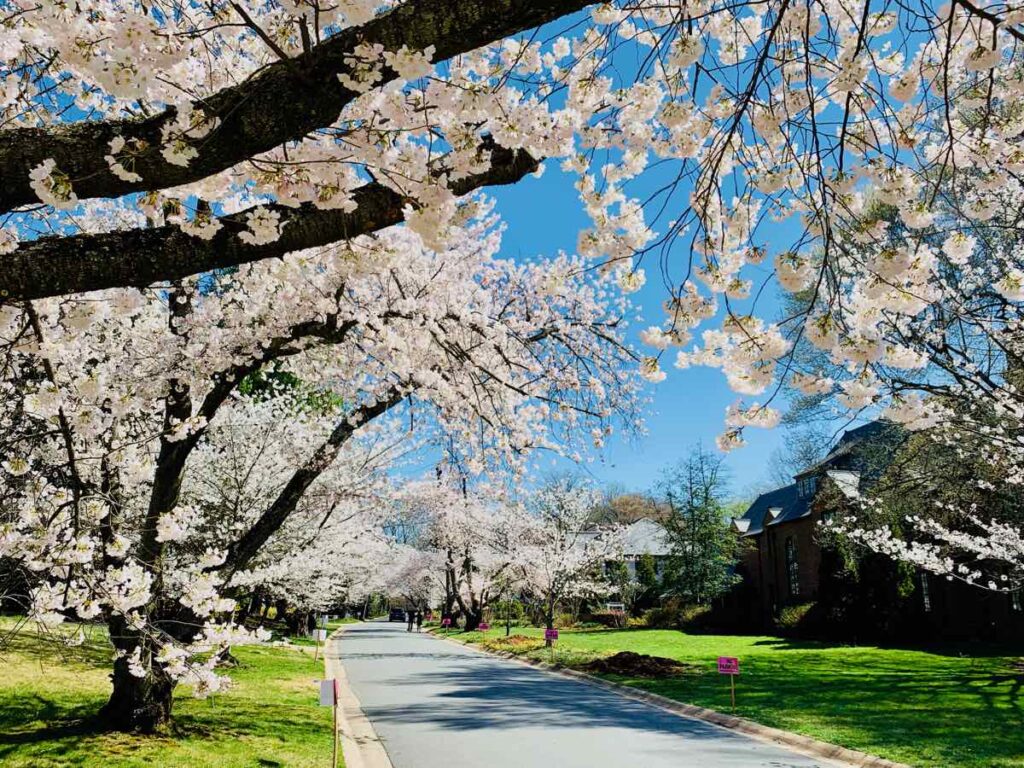 Peak Kenwood Cherry Blossoms on Parkway Dr