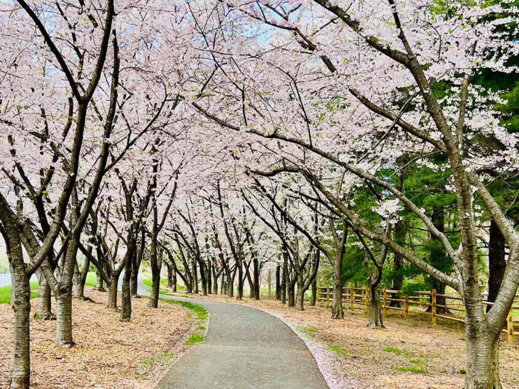 Reston Cherry Tree Tunnel in Bloom