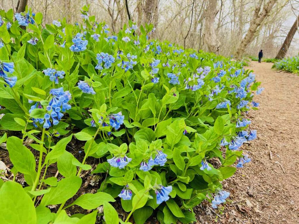 Bluebells blooming by a dirt trail on a Bluebell Trail Hike at Riverbend Park VA