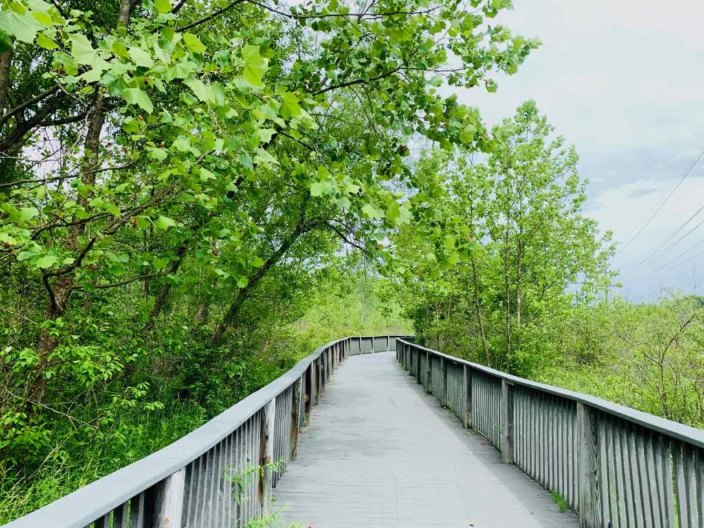 Abrams Creek Wetlands Preserve Boardwalk in Winchester VA