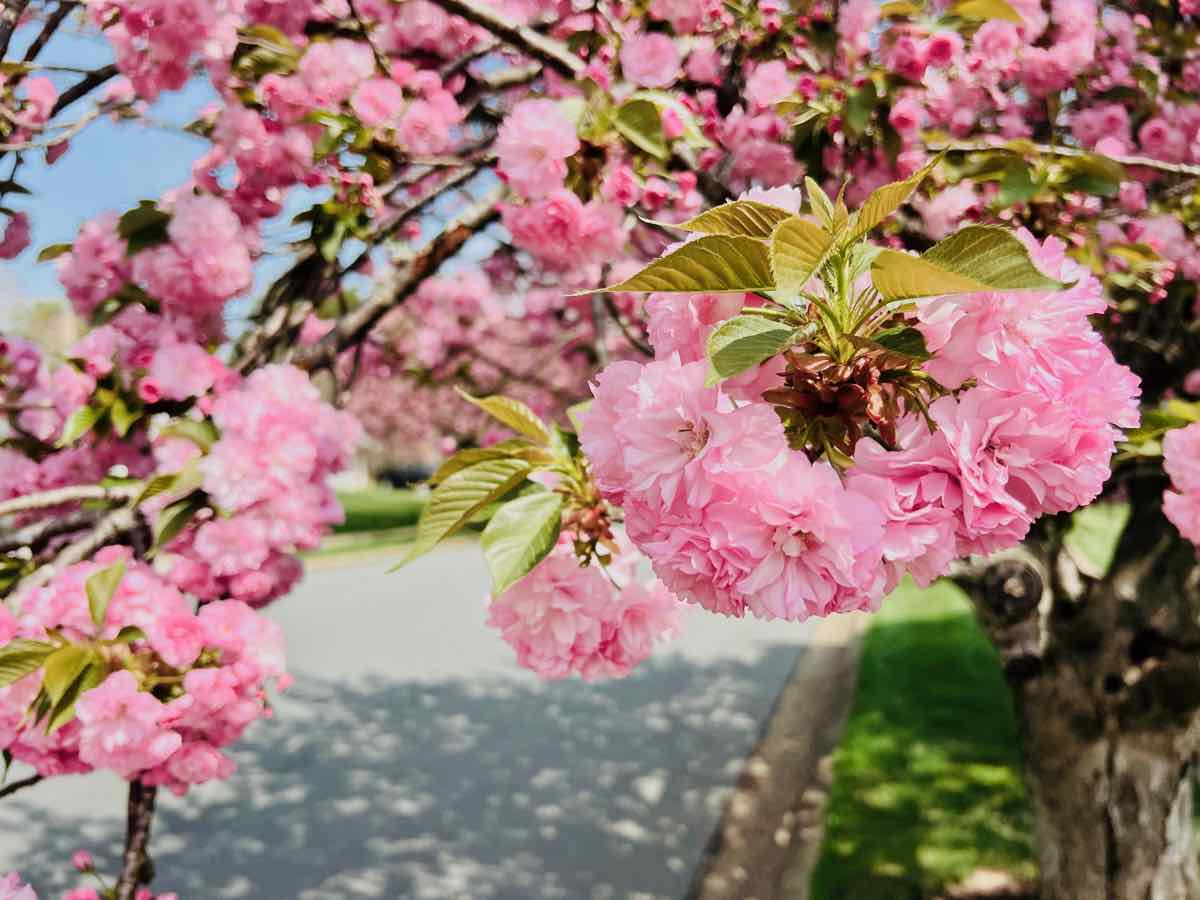 Late Blooming Cherry Trees in Virginia and DC Include These Pink Kwanzan Blossoms in Vienna VA