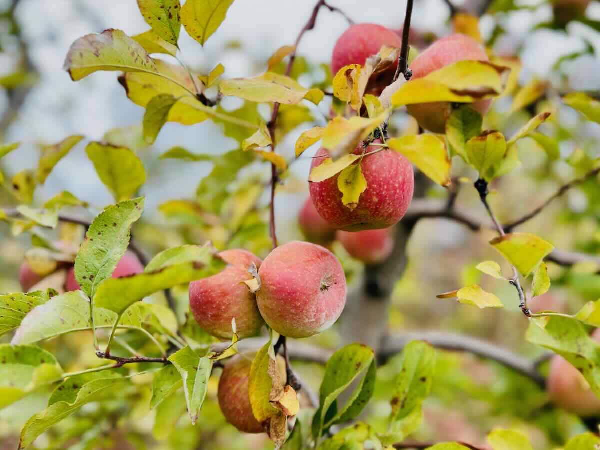 Fruit ready for Apple Picking in Virginia