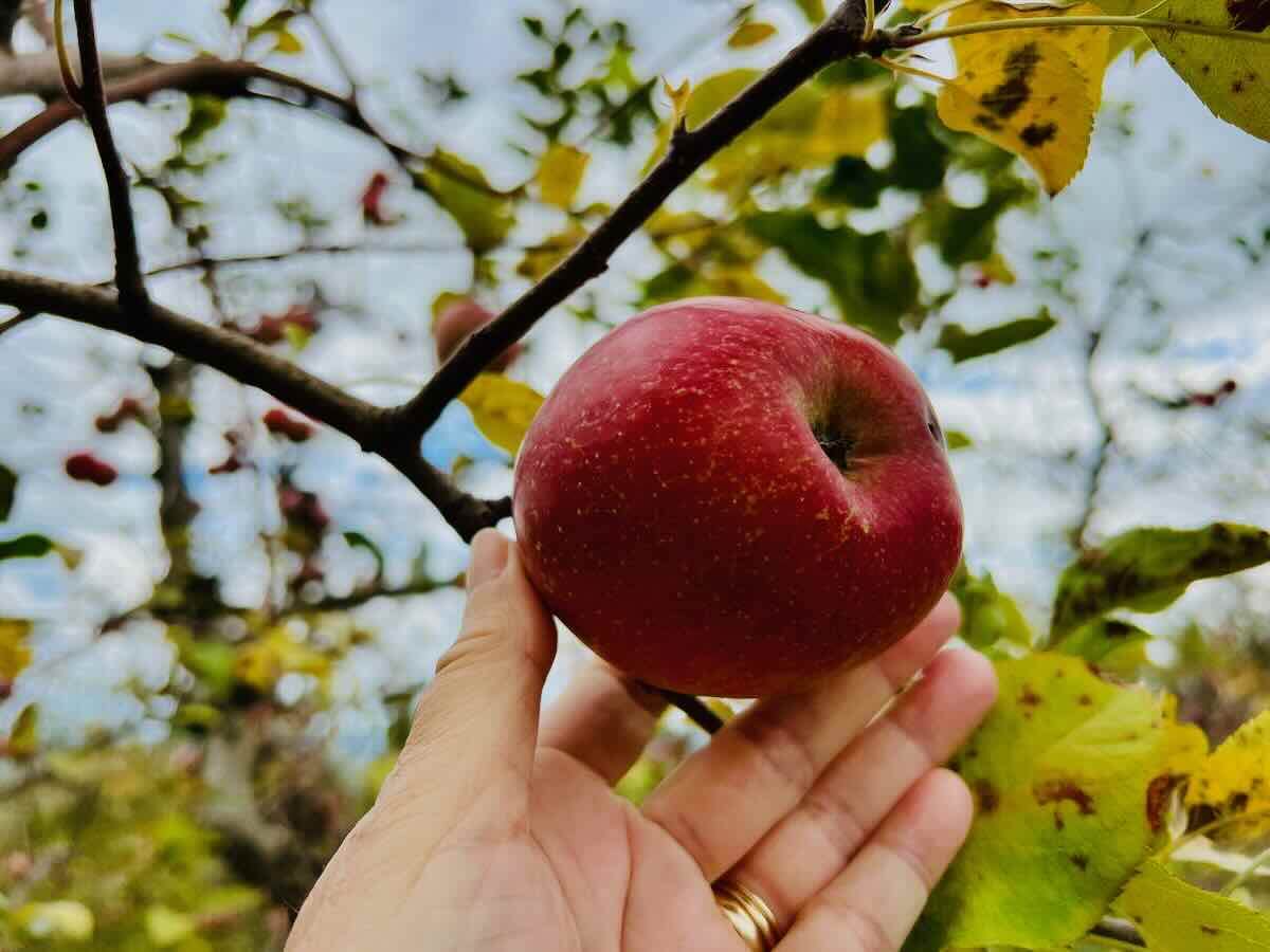 Virginia Apple Picking hand reaching for a ripe apple