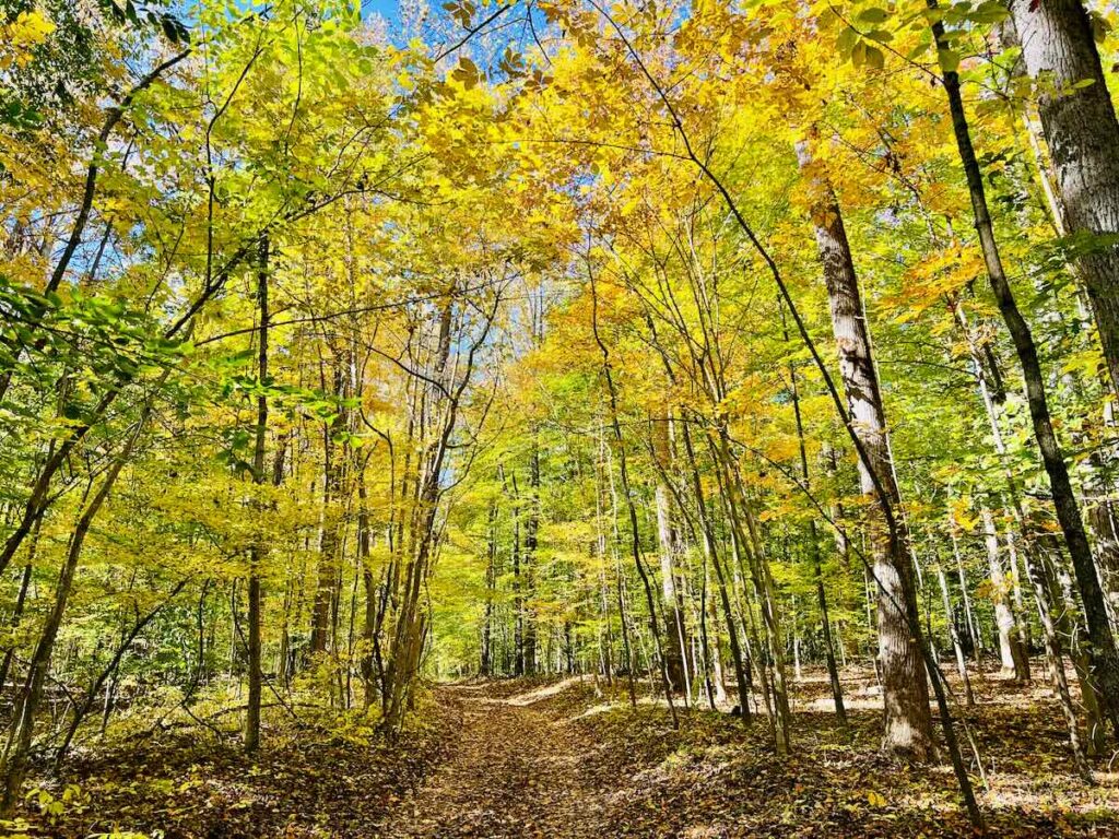 Fall Foliage on a Woodland Trail in Sweet Run State Park Virginia