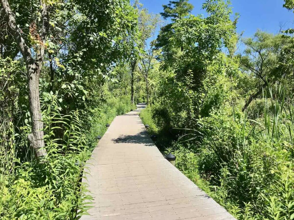 The Theodore Roosevelt Island Hike Swamp Trail Boardwalk., one of the Best Hikes in Northern Virginia