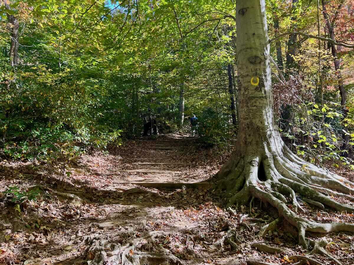 Beautiful Hikes on the Bull Run Occoquan Trail in Clifton VA