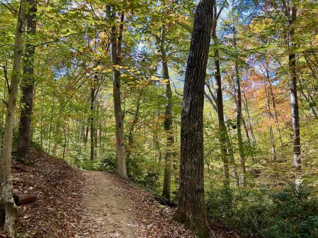 Wooded section of the Red Trail for the Clifton Bull Run Occoquan Trail Lopp Hike