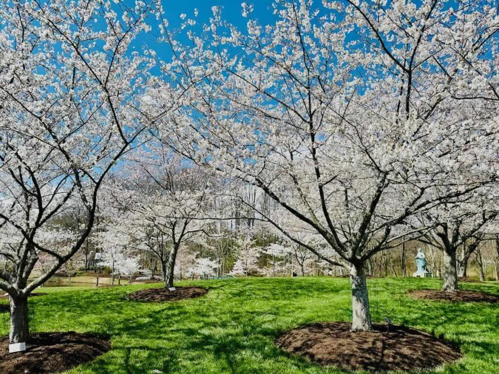 George Mason Univ Cherry Trees in bloom near Mason Pond in Fairfax Virginia