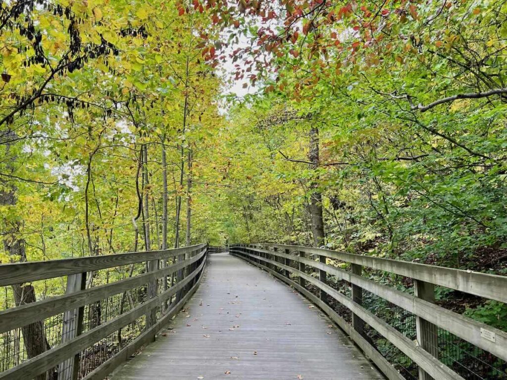 Fall foliage surrounds the boardwalk on the Saunders-Monticello Trail, one of the best things to do in Charlottesville VA